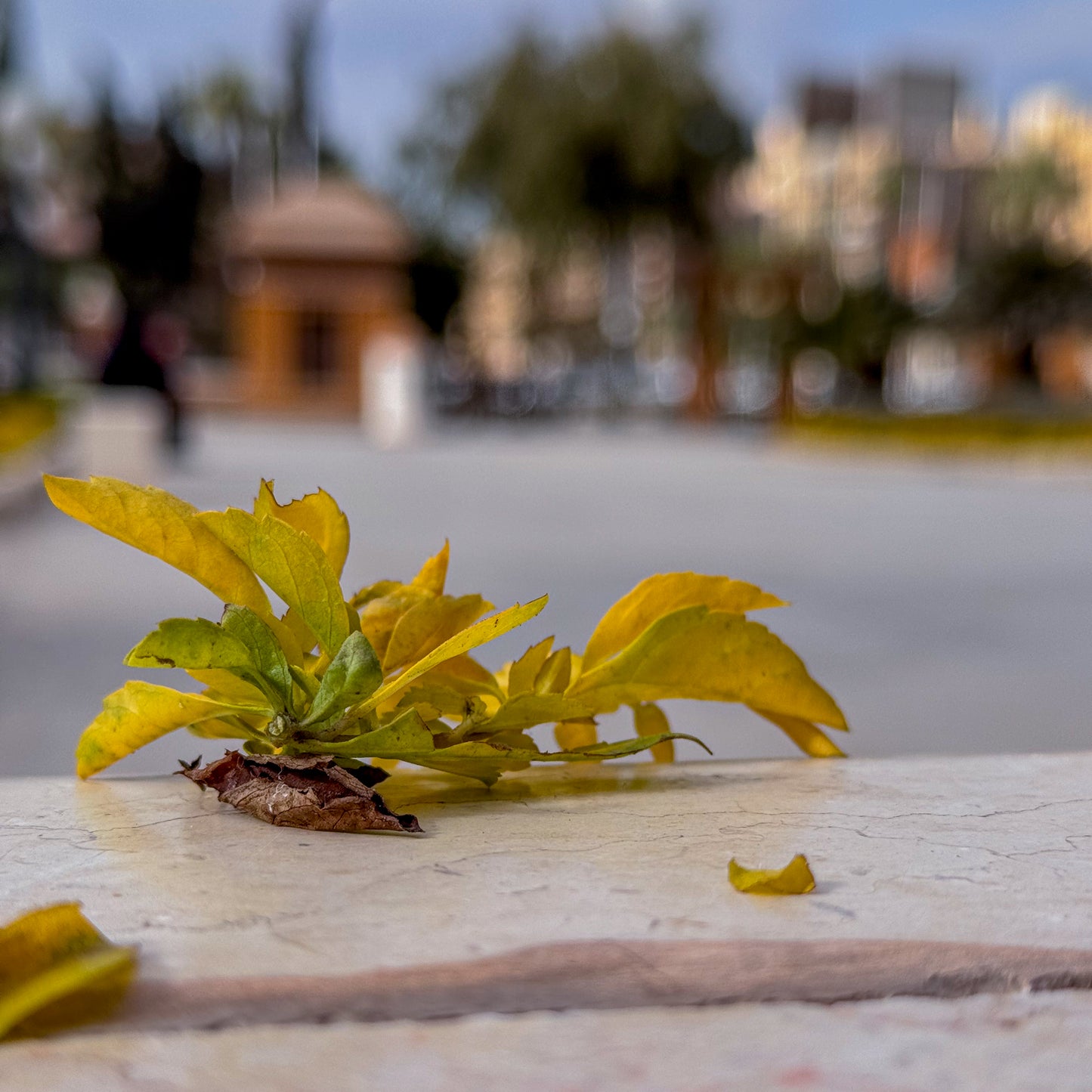 📘 Mini Booklet: Get to Know Your iPhone Camera App