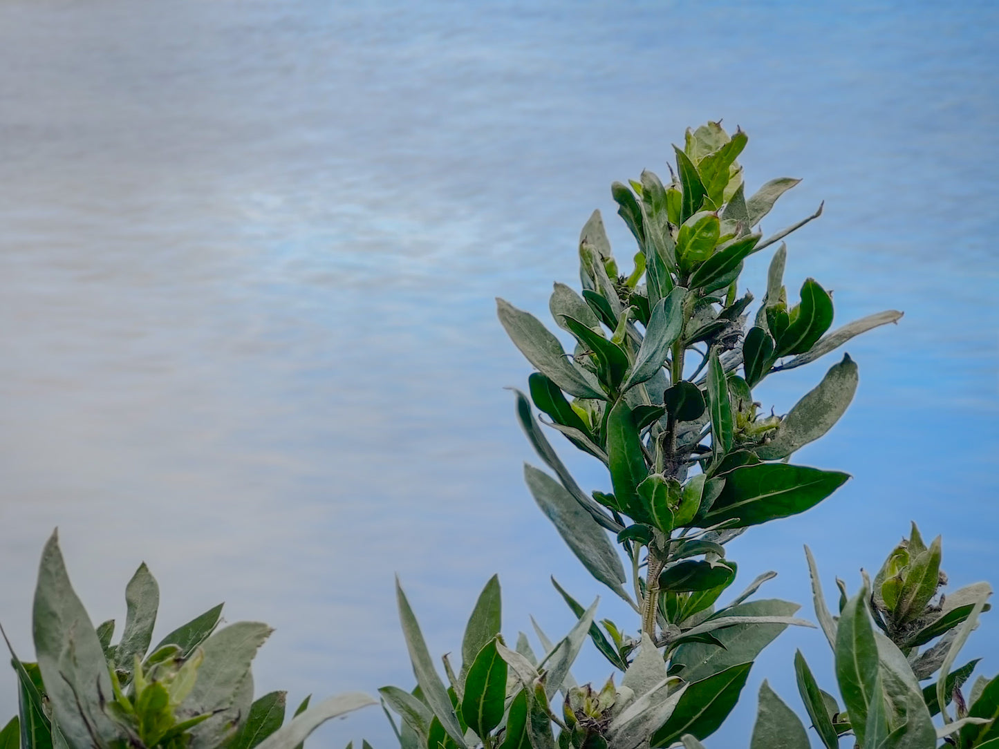 📘 Mini Booklet: Quick Ways to Open Your iPhone Camera App